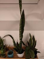 Sanseveria, Huis en Inrichting, Ophalen of Verzenden