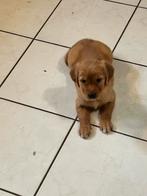Mooi nestje golden retrievers van de werklijn, Golden retriever, België, Fokker | Hobbymatig, Reu