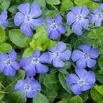 Vinca minor of Kleine maagdenpalm, Halfschaduw, Vaste plant, Bodembedekkers, Ophalen