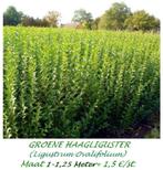 GROENE LIGUSTER o.a. Maat 1 / 1,20 meter = 1,5o €/stuk, Ophalen, Liguster, Struik, 100 tot 250 cm