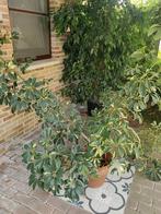 Grote kamerplant, Huis en Inrichting, Ophalen