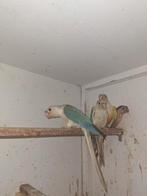 pyrrhura, Dieren en Toebehoren, Geringd