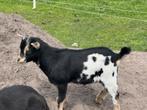 Dwerggeit bokjes, Mannelijk, Geit, 0 tot 2 jaar