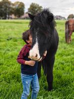 Ijslander, Dieren en Toebehoren, Pony's, Ruin, C pony (1.27m tot 1.37m), Gechipt, 7 tot 10 jaar