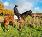 Uitzonderlijk braaf en eerlijk wandelpaard, Dieren en Toebehoren, Paarden, Merrie, B, Gechipt, 7 tot 10 jaar