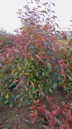 Photinia fraseri 'Red Robin', Tuin en Terras, Ophalen