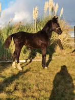 Hengsten veulen Orak D'hamwyck X piccaso(Toulon), Dieren en Toebehoren, Paarden, L, Springpaard