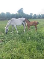 Kweek merrie, Dieren en Toebehoren, Paarden, Merrie, Springpaard, Z, 170 tot 175 cm