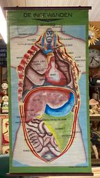 Oude schoolplaat de ingewanden Cremers, Antiek en Kunst, Ophalen of Verzenden