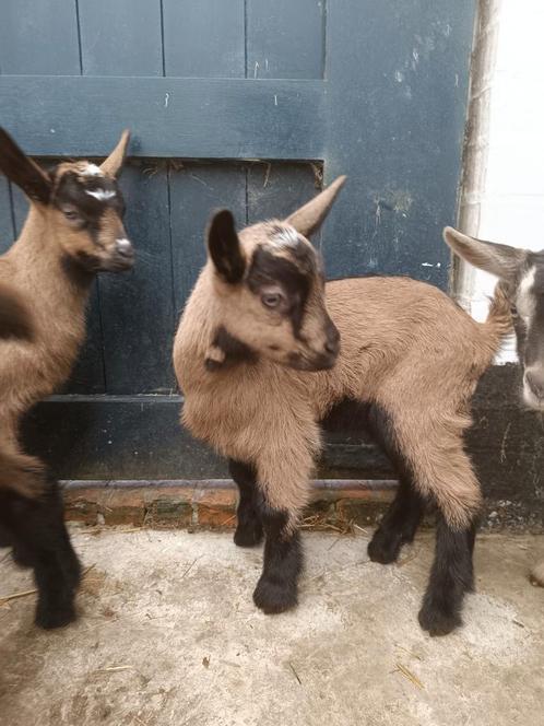 5 geiten geboren in februari 2025, Dieren en Toebehoren, Schapen, Geiten en Varkens, Geit, Vrouwelijk, 0 tot 2 jaar