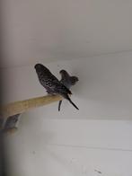 BFBW, Dieren en Toebehoren, Meerdere dieren, Parkiet, Geringd