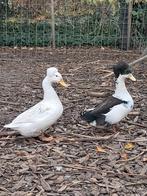 Koppel oud hollandse kuifeenden, Dieren en Toebehoren, Meerdere dieren, Eend