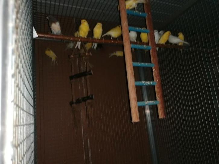 Waterslagers en harzers, Dieren en Toebehoren, Vogels | Kanaries