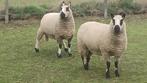 Schaap Kerry Hill ooi, Dieren en Toebehoren, Schapen, Geiten en Varkens, Vrouwelijk, Schaap, 0 tot 2 jaar