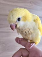Quaker papegaaien 3 kleuren geel, groen en blauw, Geslacht onbekend, Papegaai, Tam