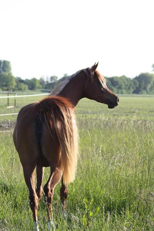 Arabisch volbloed merrie, Dieren en Toebehoren, Paarden, Merrie, 11 jaar of ouder, Met stamboom, Gechipt, Ontwormd