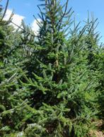 Omorika kerstboom 200-250, Ophalen, Zuilboom, 100 tot 250 cm