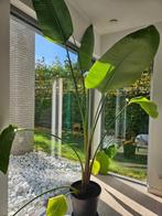 Nicolae Strelizia (270cm), Huis en Inrichting, Kamerplanten, Ophalen, 200 cm of meer, Overige soorten, Halfschaduw