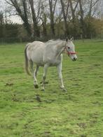 Draagmerrie of recreatie paard, Dieren en Toebehoren, Merrie, 160 tot 165 cm, Gechipt, 7 tot 10 jaar