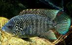 Cichlasoma Beani cichliden, Dieren en Toebehoren, Vis, Zoetwatervis