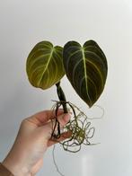 Philodendron melanochrysum stek, Enlèvement