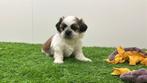 Portée de chiots Shih Tzu, Autres races, Plusieurs, Parvovirose, Belgique