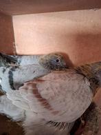 2 jonge duifjes van 2026, Dieren en Toebehoren, Meerdere dieren, Postduif