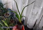 Orchidee Oncidium sotoanum, Huis en Inrichting, Ophalen of Verzenden