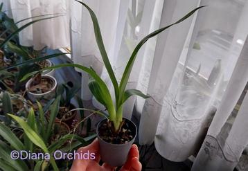 Orchidee Oncidium sotoanum beschikbaar voor biedingen