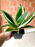 Sanseveria (lage soort) te koop., Ophalen