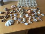 Mooie verzameling schelpen, Verzamelen, Schelp(en), Ophalen of Verzenden