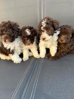 Particuliere prachtig Dwerg poedel puppy’s, Poedel, België, Particulier, 8 tot 15 weken