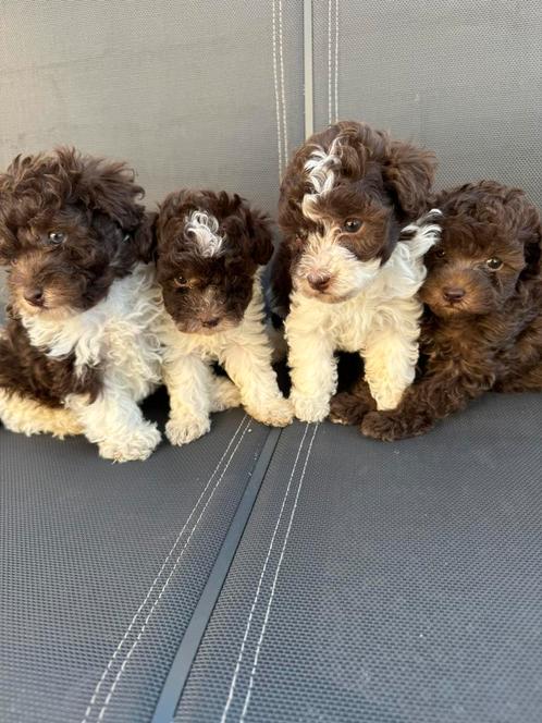 Particuliere prachtig Dwerg poedel puppy’s, Dieren en Toebehoren, Honden | Chihuahua's en Gezelschapshonden, Meerdere dieren, Poedel