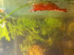 Vuurgarnalen, Kreeft, Krab of Garnaal, Zoetwatervis, Schoolvis