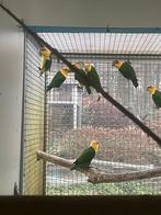 caiques groendij en geeldij, Plusieurs animaux, Perroquet, Bagué