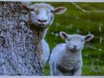 Schapenstal, Dieren en Toebehoren, Stalling