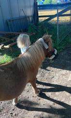 Kinderpony merrie, Dieren en Toebehoren, Pony's, B, A pony (tot 1.17m), 7 tot 10 jaar, Recreatiepony