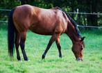 Verzorgster bijrijdster gezocht, Dieren en Toebehoren, Paarden, Zadelmak, 7 tot 10 jaar, 160 tot 165 cm, Recreatiepaard