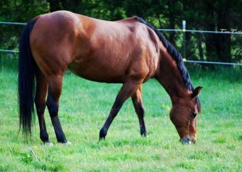Verzorgster bijrijdster gezocht, Dieren en Toebehoren, Paarden, Merrie, Zadelmak, 160 tot 165 cm, 7 tot 10 jaar, Recreatiepaard