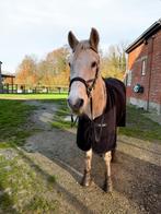 FRA Flandy bitloos hoofdstel COB, Nieuw, Ophalen, Recreatie