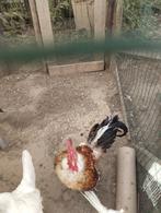 Porselein leghorn haan, Dieren en Toebehoren, Mannelijk, Kip