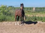 3 jarige D pony Merrie, Dieren en Toebehoren, Pony's, Merrie, Gechipt, Springpony, 3 tot 6 jaar