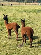 Alpaca merrie veulens, Dieren en Toebehoren, Overige Dieren, Juni