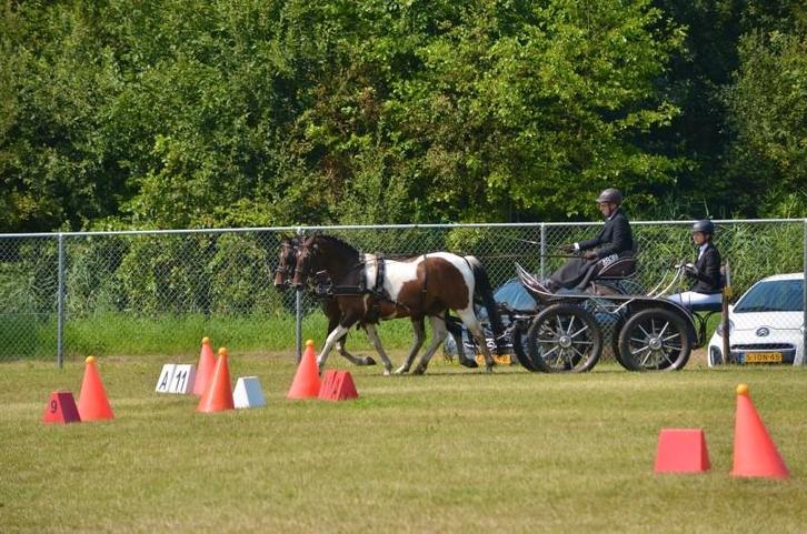 2 leuke bonte half zussen te koop, Dieren en Toebehoren, Pony's