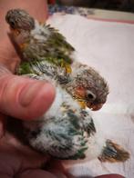 Pyrrhura's, Dieren en Toebehoren, Vogels | Overige Vogels, Tam