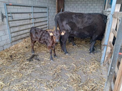 Dexter vaarskalf, Dieren en Toebehoren, Runderen