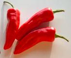 Chili espelette (5 zaden), Tuin en Terras, Ophalen of Verzenden