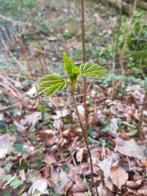Esdoorn 25cm, Tuin en Terras, Planten | Struiken en Hagen, Ophalen of Verzenden, Esdoorn