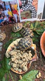 Bébé tortue, Hermann boetgeri, Animaux & Accessoires, Tortue