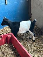 Dwerggeitjes, Dieren en Toebehoren, Schapen, Geiten en Varkens